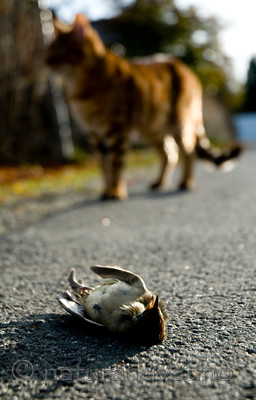 BB 10 0203 / Felis catus / Huskatt <br /> Sylvia atricapilla / Munk